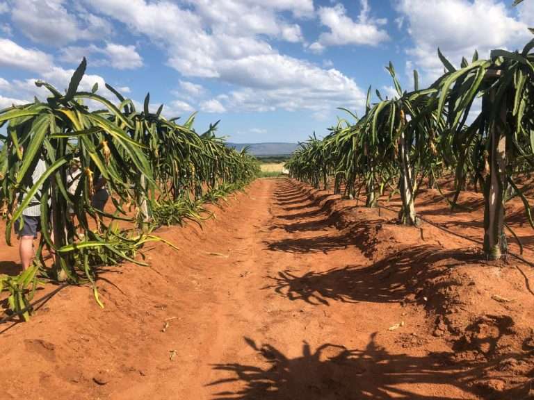 Irrigation method for dragon fruit farming in Kenya