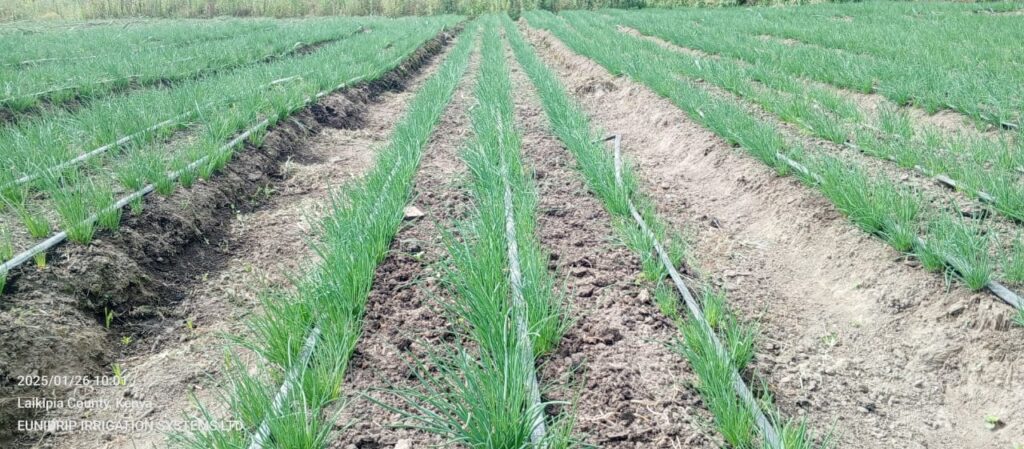 ONION FARMING USING DRIP IRRIGATION in kenya