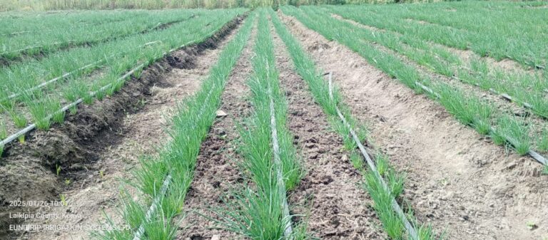 ONION FARMING USING DRIP IRRIGATION
