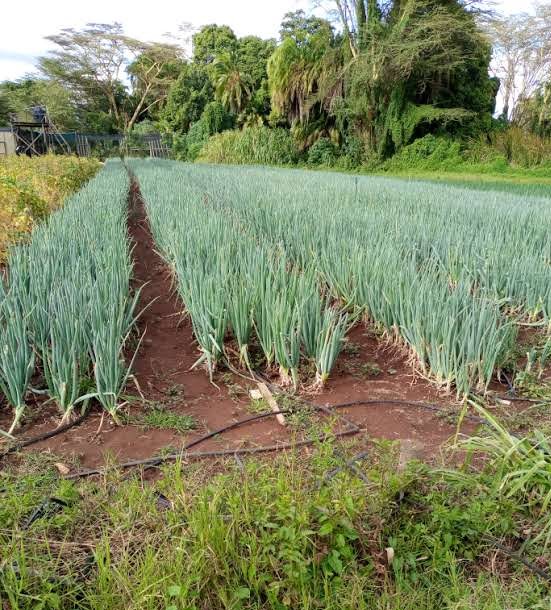 drip irrigation system for onions