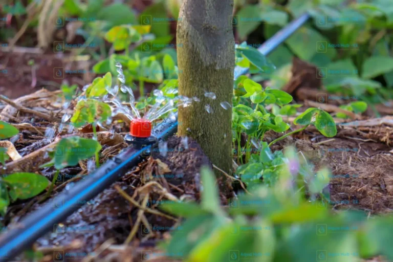 Button dripper irrigation for avocados in Kenya.