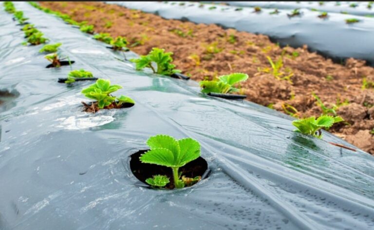 Plastic mulch for sale
