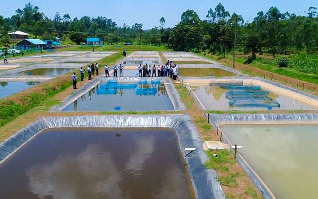 FISH FARMING IN KENYA – EUNIDRIP IRRIGATION