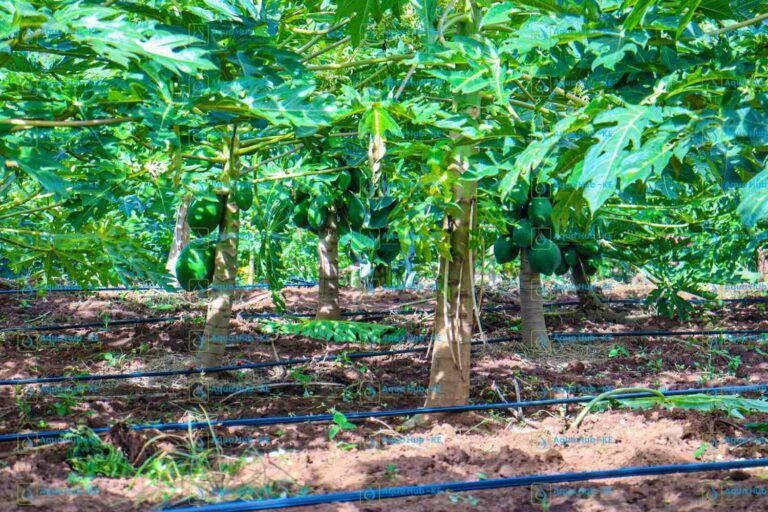 PAWPAW IRRIGATION – EUNIDRIP
