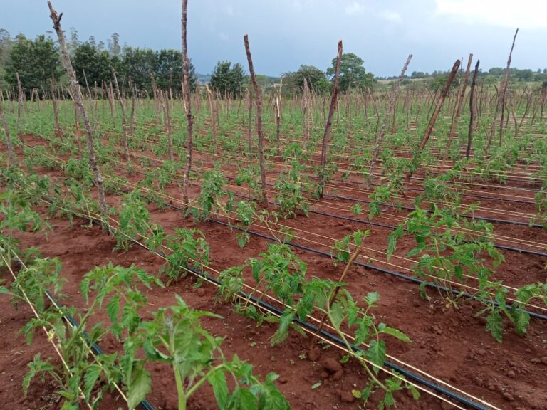 TOMATO FARMING IN KENYA