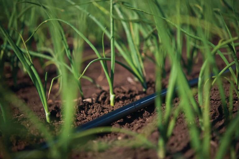 ONION DRIP IRRIGATION KIT