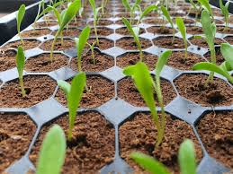 Cocopeat for sale in kenya - for germinating seeds