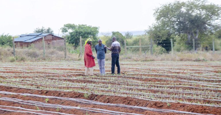 Onion Irrigation Systems
