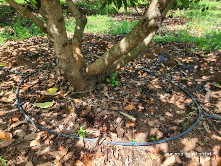 Irrigation System for Avocado Tree: Button Drippers